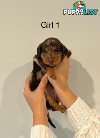 Purebred Miniature Dachshund Puppies