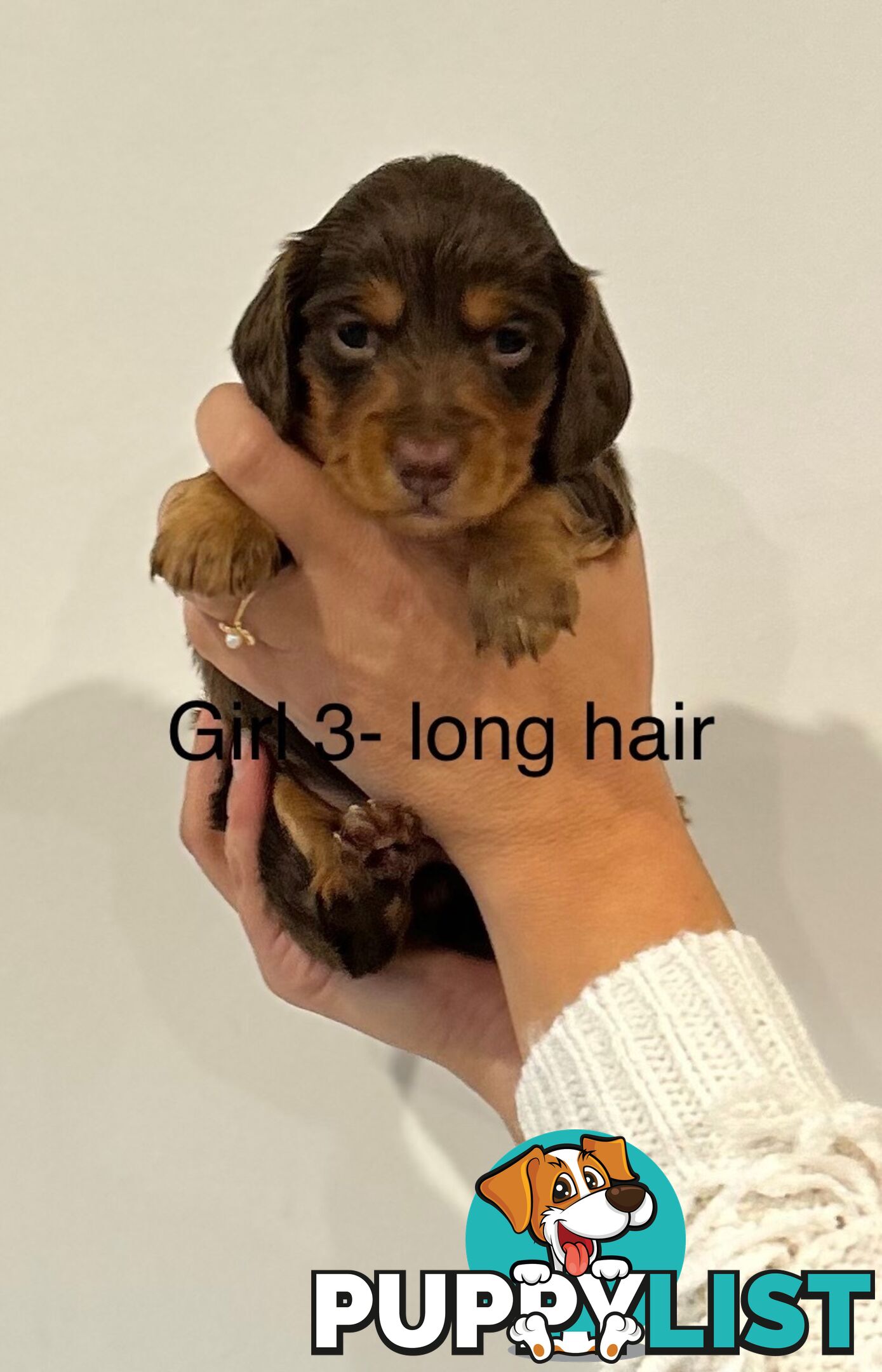 Purebred Miniature Dachshund Puppies
