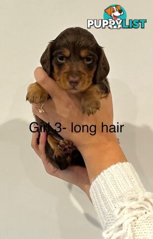Purebred Miniature Dachshund Puppies