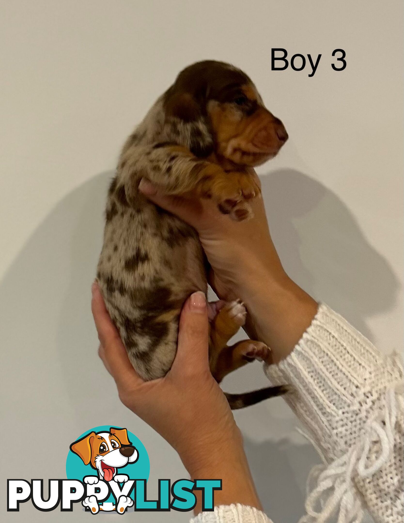 Purebred Miniature Dachshund Puppies