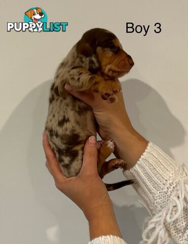 Purebred Miniature Dachshund Puppies
