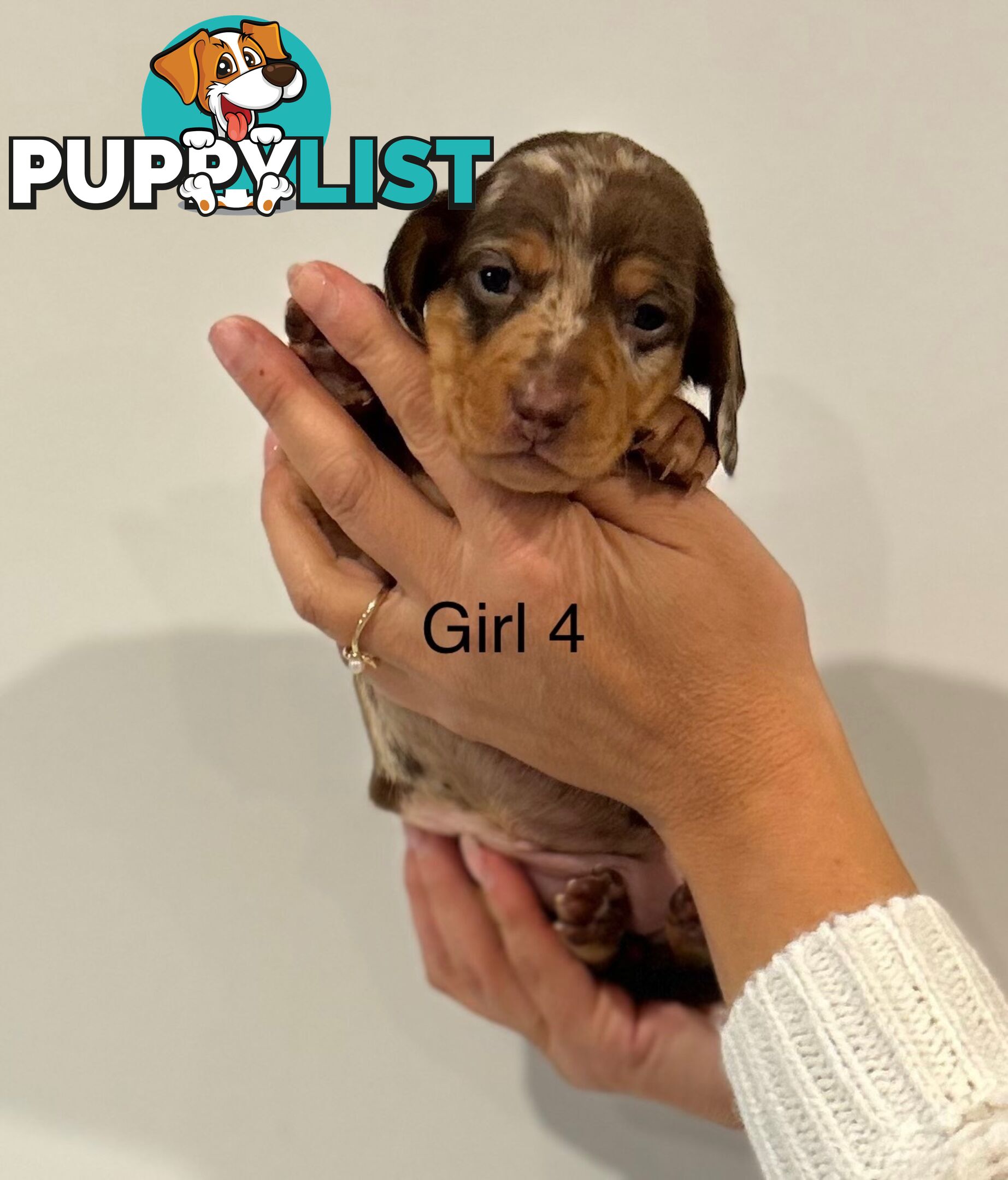 Purebred Miniature Dachshund Puppies