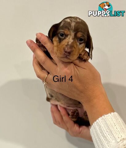 Purebred Miniature Dachshund Puppies