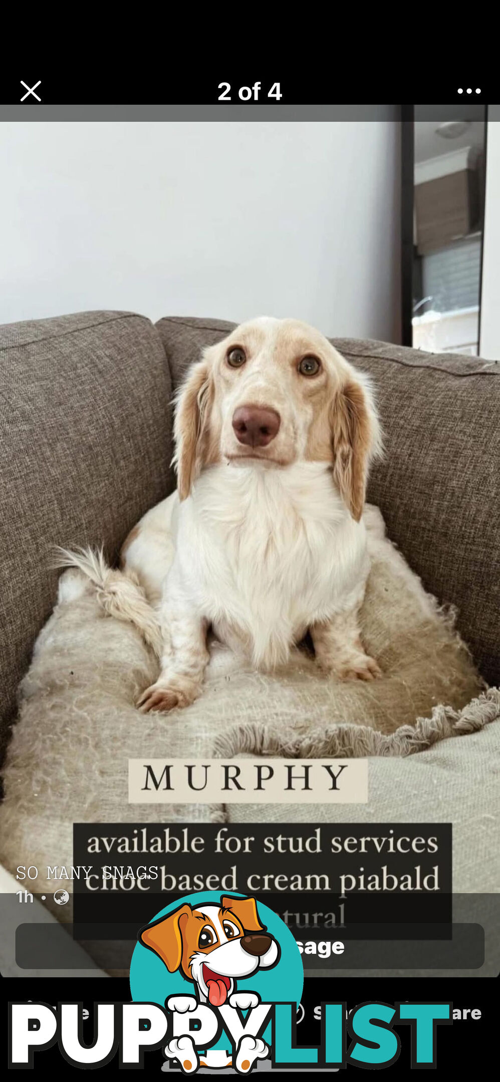 Purebred Miniature Dachshund Puppies
