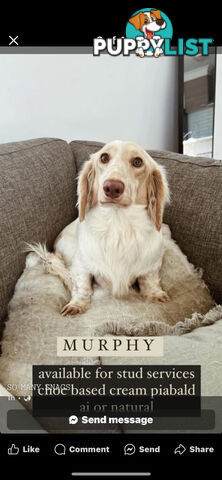 Purebred Miniature Dachshund Puppies