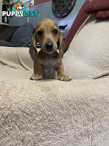 Dachshund Puppies,pure bred ,minature.Smooth coat .