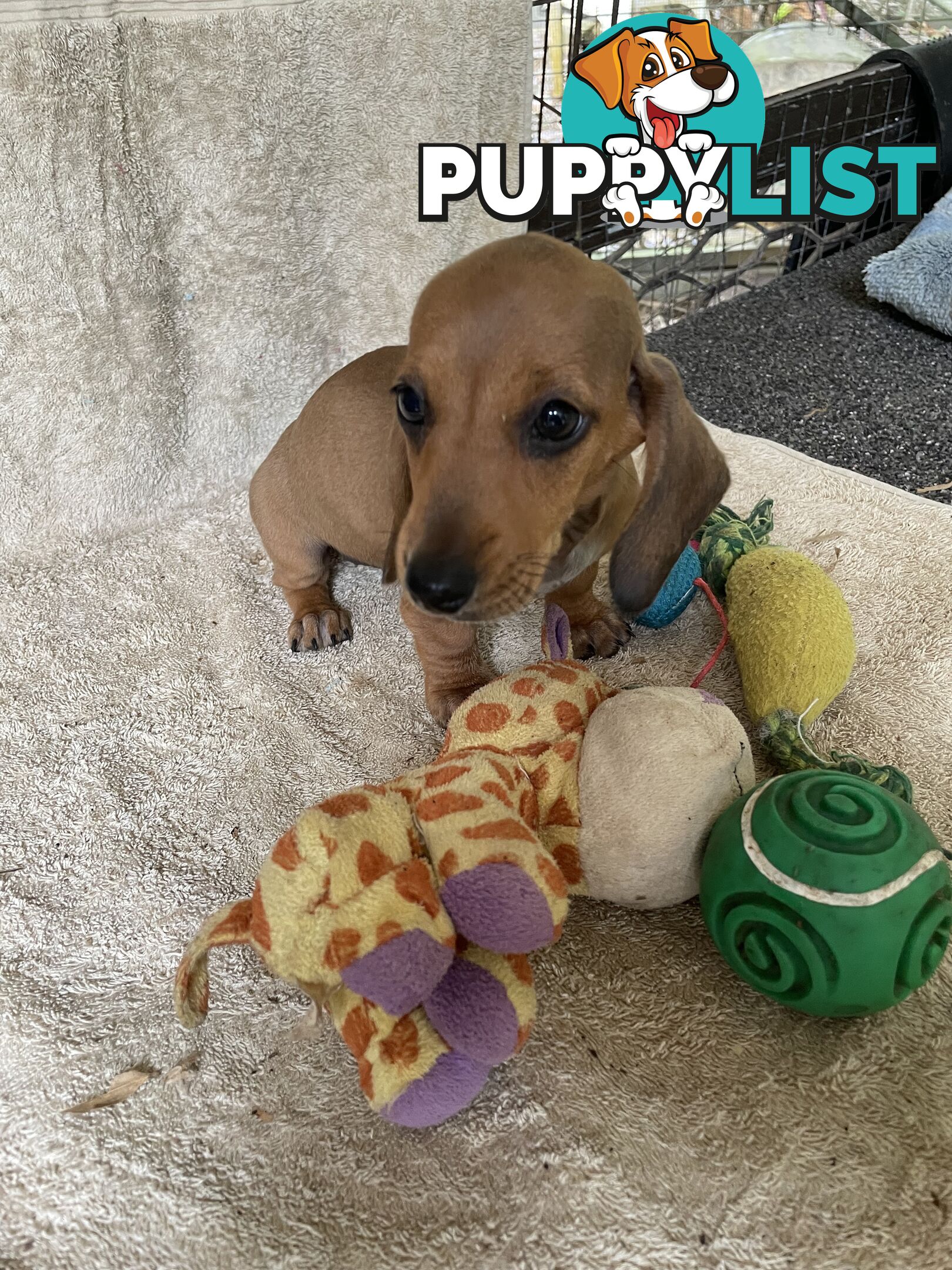 Dachshund Puppies,pure bred ,minature.Smooth coat .