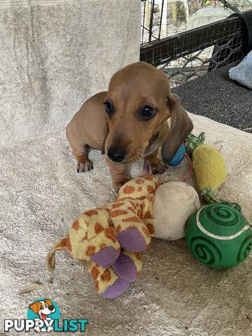 Dachshund Puppies,pure bred ,minature.Smooth coat .