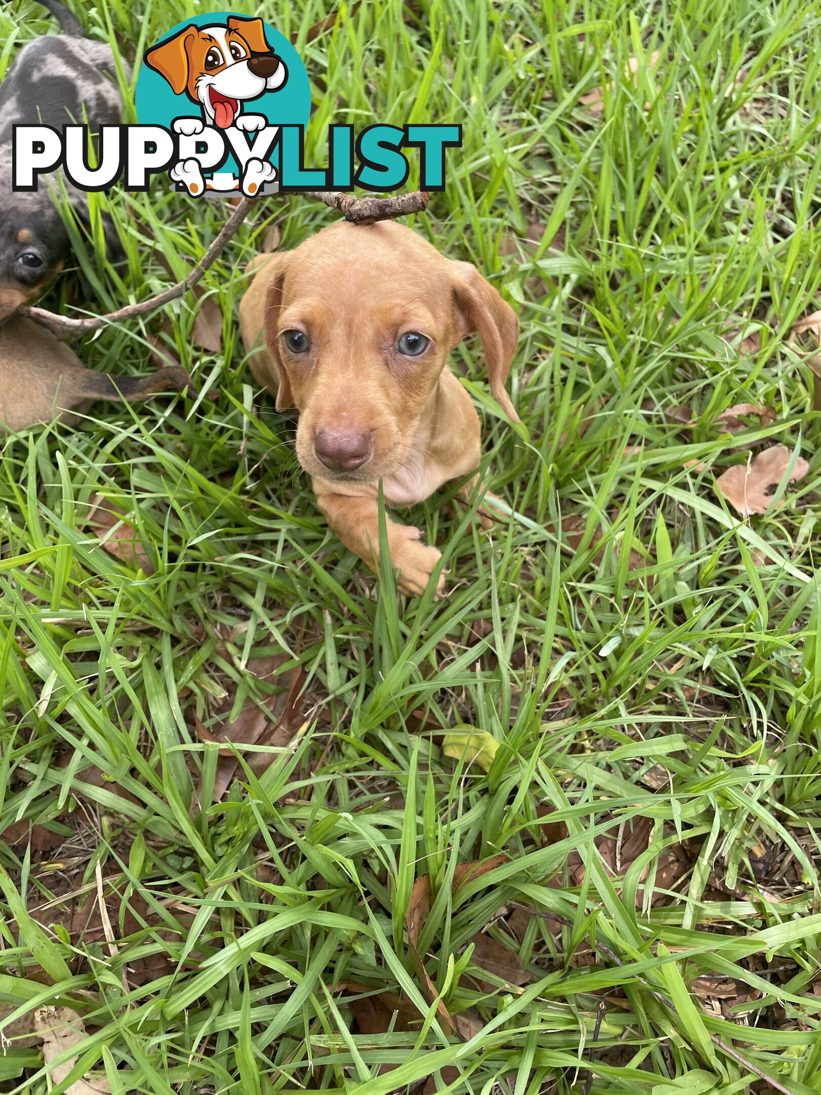 Dachshund Puppies,pure bred ,minature.Smooth coat .