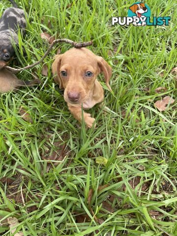 Dachshund Puppies,pure bred ,minature.Smooth coat .