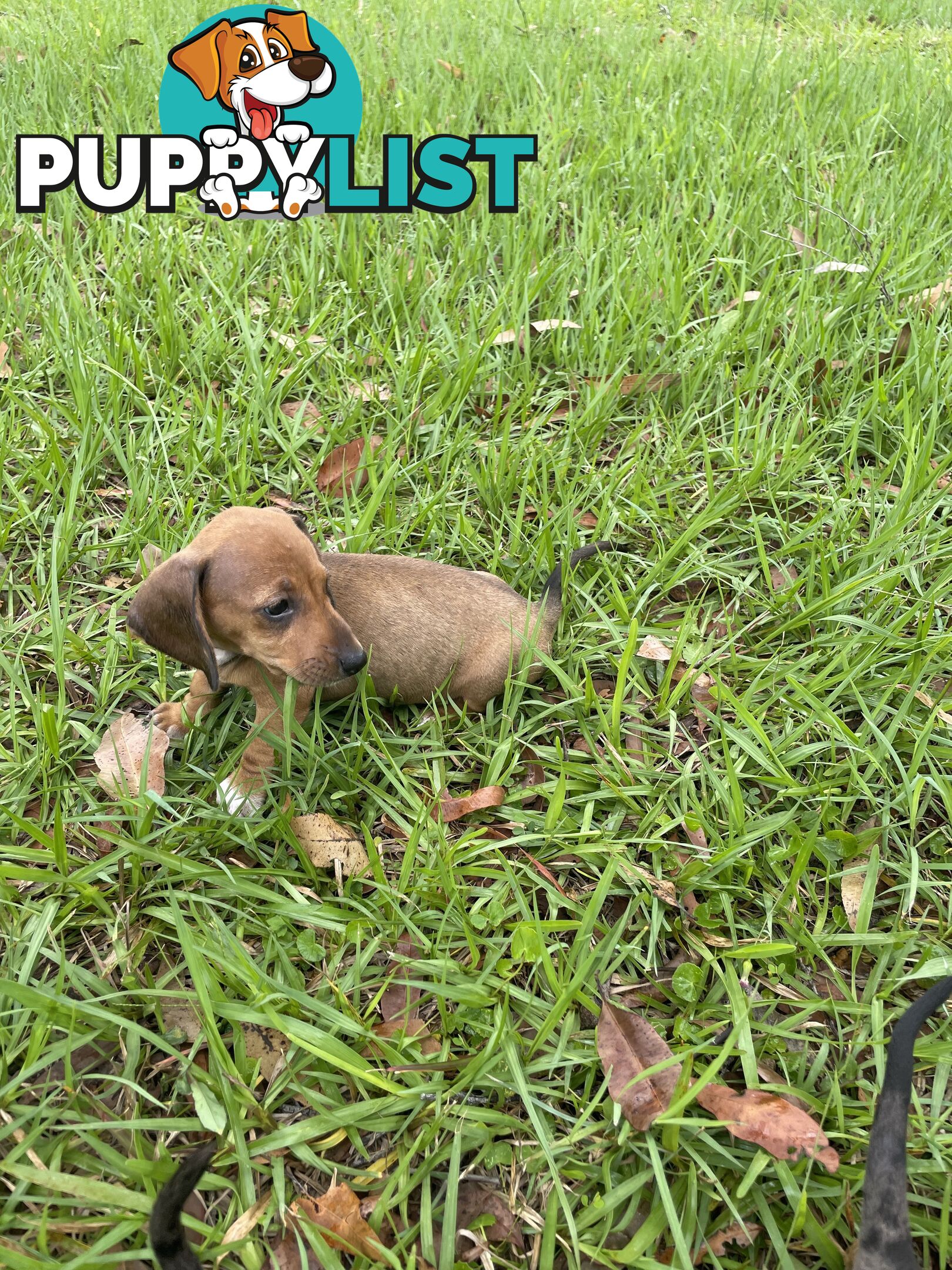 Dachshund Puppies,pure bred ,minature.Smooth coat .