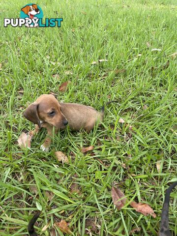 Dachshund Puppies,pure bred ,minature.Smooth coat .