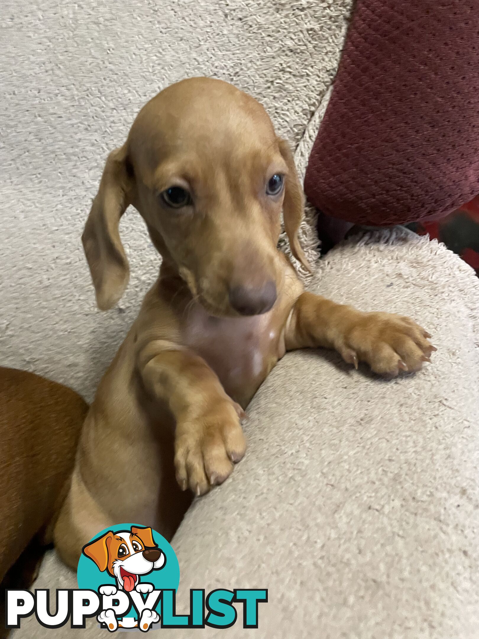 Dachshund Puppies,pure bred ,minature.Smooth coat .