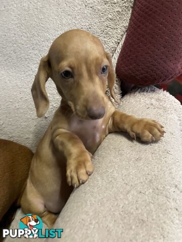 Dachshund Puppies,pure bred ,minature.Smooth coat .