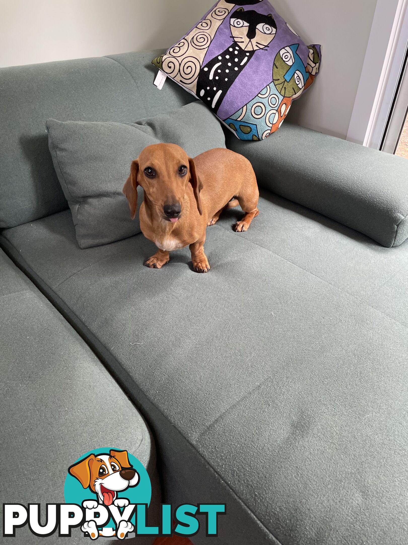 Dachshund adorable ,lively ,minature purebred short coat .