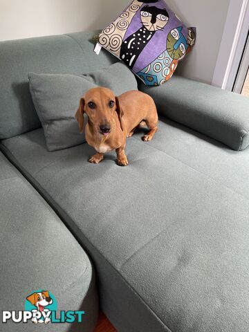 Dachshund adorable ,lively ,minature purebred short coat .