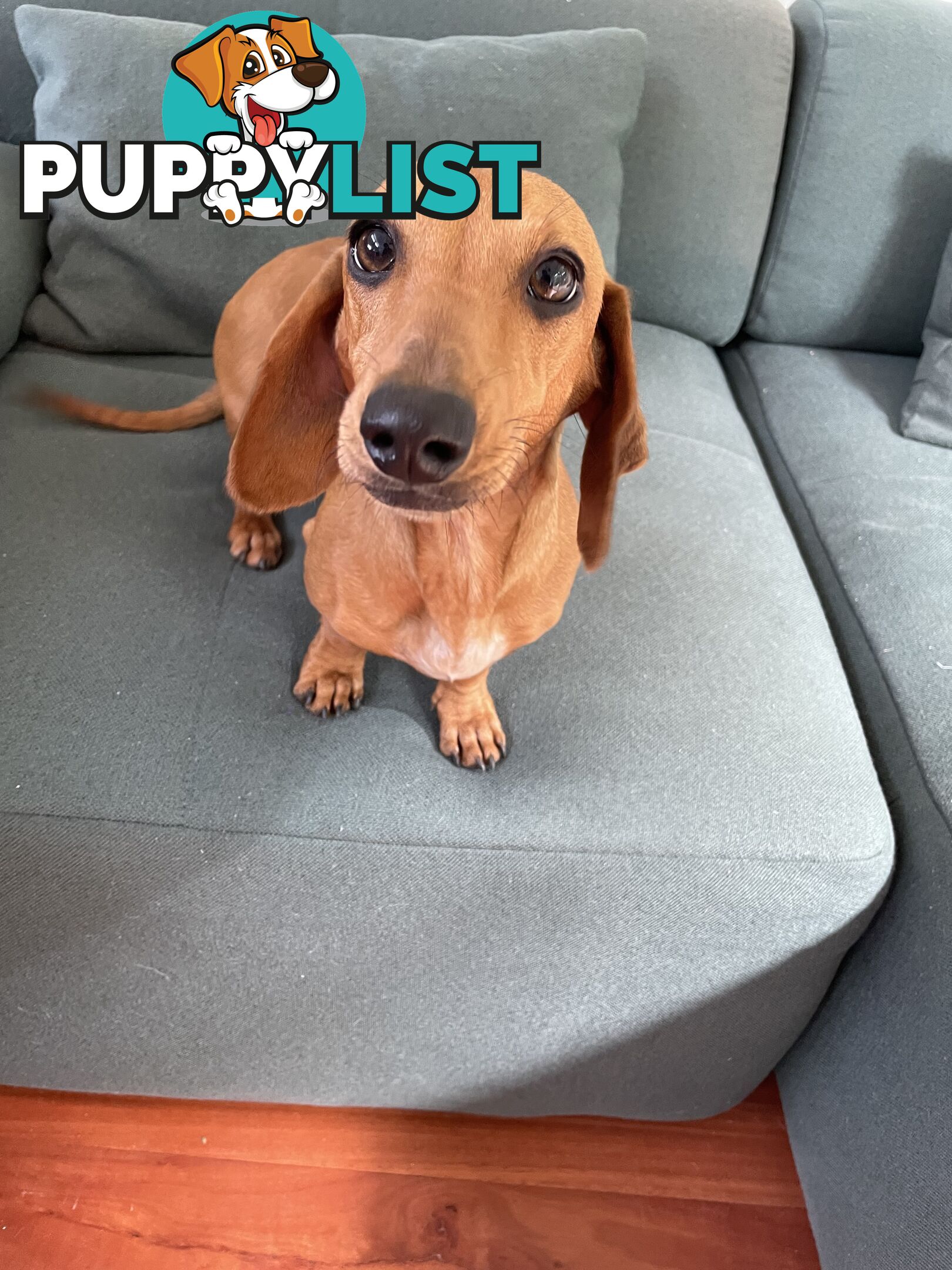 Dachshund adorable ,lively ,minature purebred short coat .