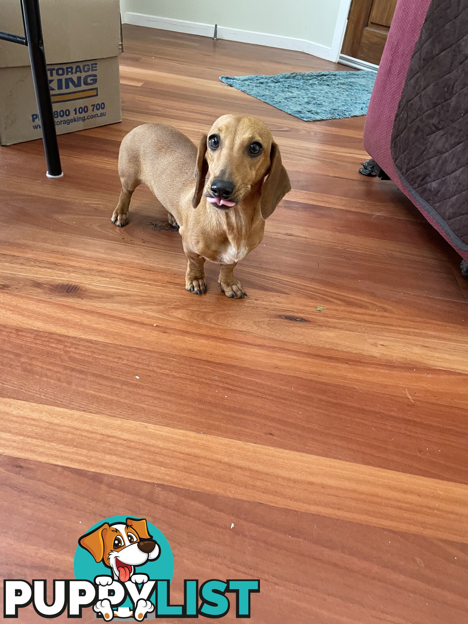 Dachshund adorable ,lively ,minature purebred short coat .