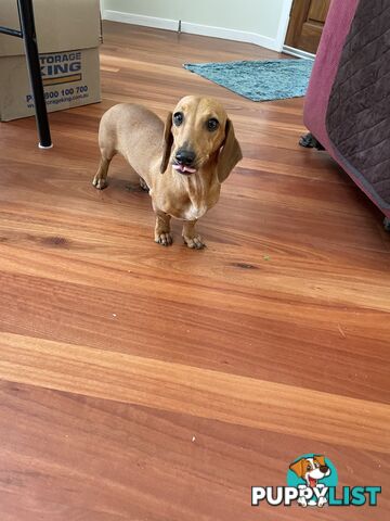 Dachshund adorable ,lively ,minature purebred short coat .