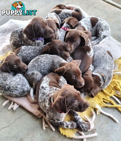 Purebred German Shorthaired Pointer puppies