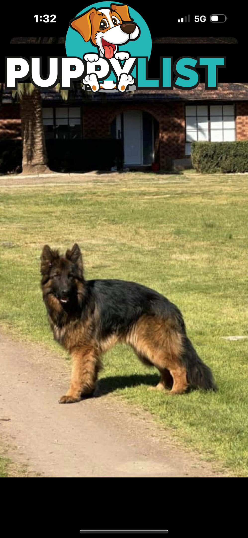 Pure long coat German shepherd puppies