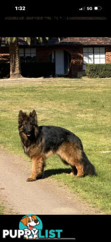 Pure long coat German shepherd puppies