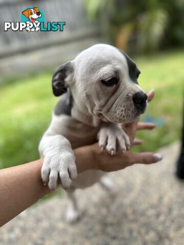 American Pocket Bully