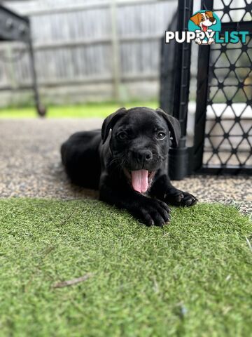 American Pocket Bully