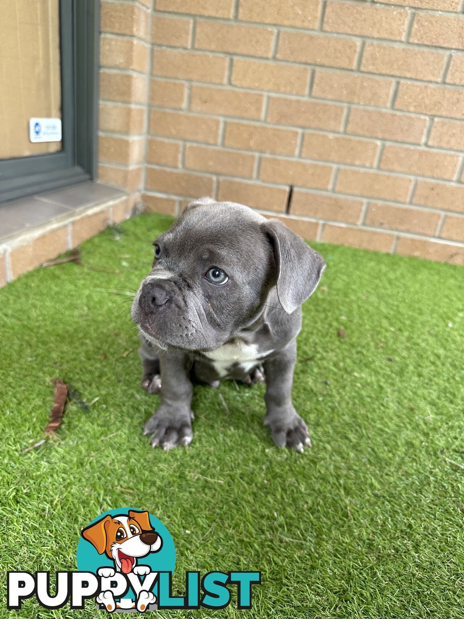 American Pocket Bully