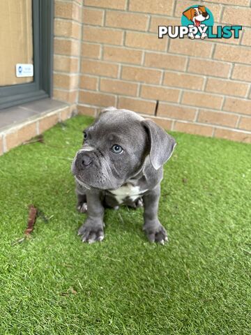 American Pocket Bully