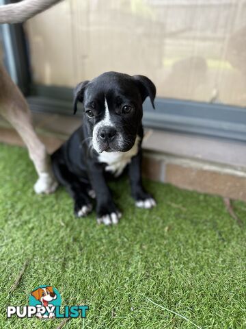 American Pocket Bully