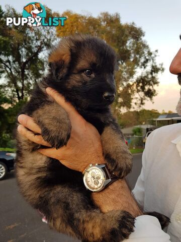 German shepherds West German straight back