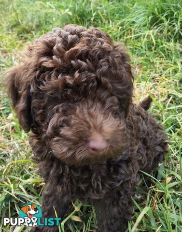 An Adorable Chocolate Moodle boy ready for his new family