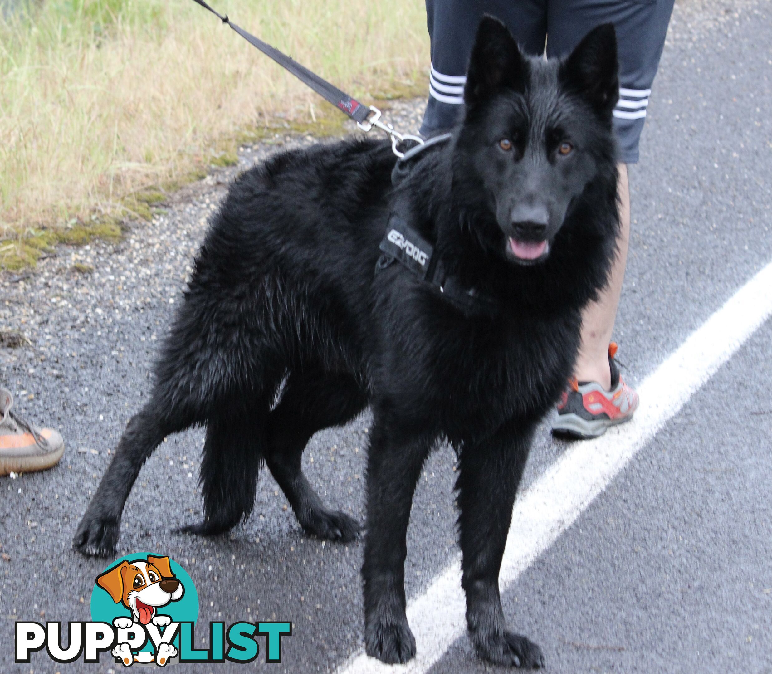 Black German Shepherd