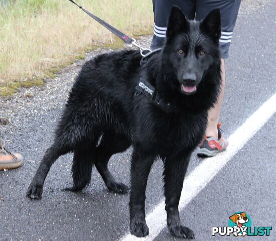 Black German Shepherd