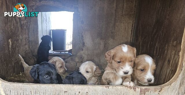 Spoodle Puppies