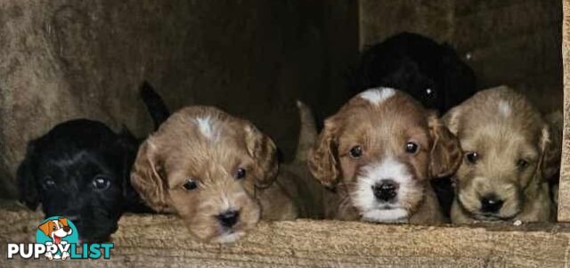 Spoodle Puppies