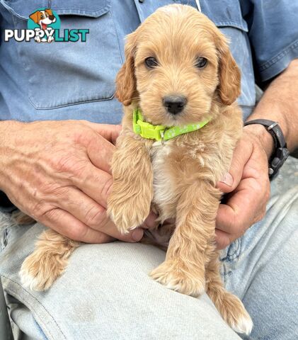 Spoodle Puppies