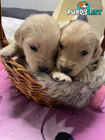 Outstanding Imported Bloodlines Purebred Golden Retrievers