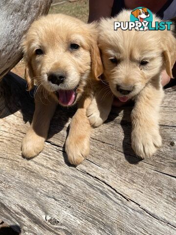 Outstanding Imported Bloodlines Purebred Golden Retrievers