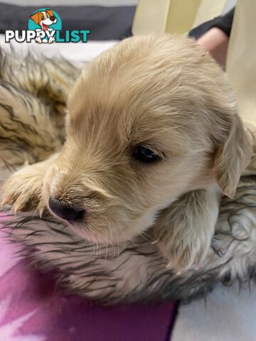 Outstanding Imported Bloodlines Purebred Golden Retrievers