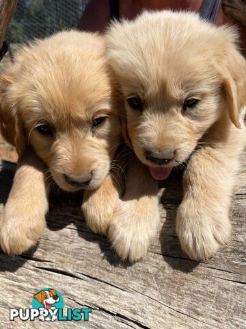 Outstanding Imported Bloodlines Purebred Golden Retrievers