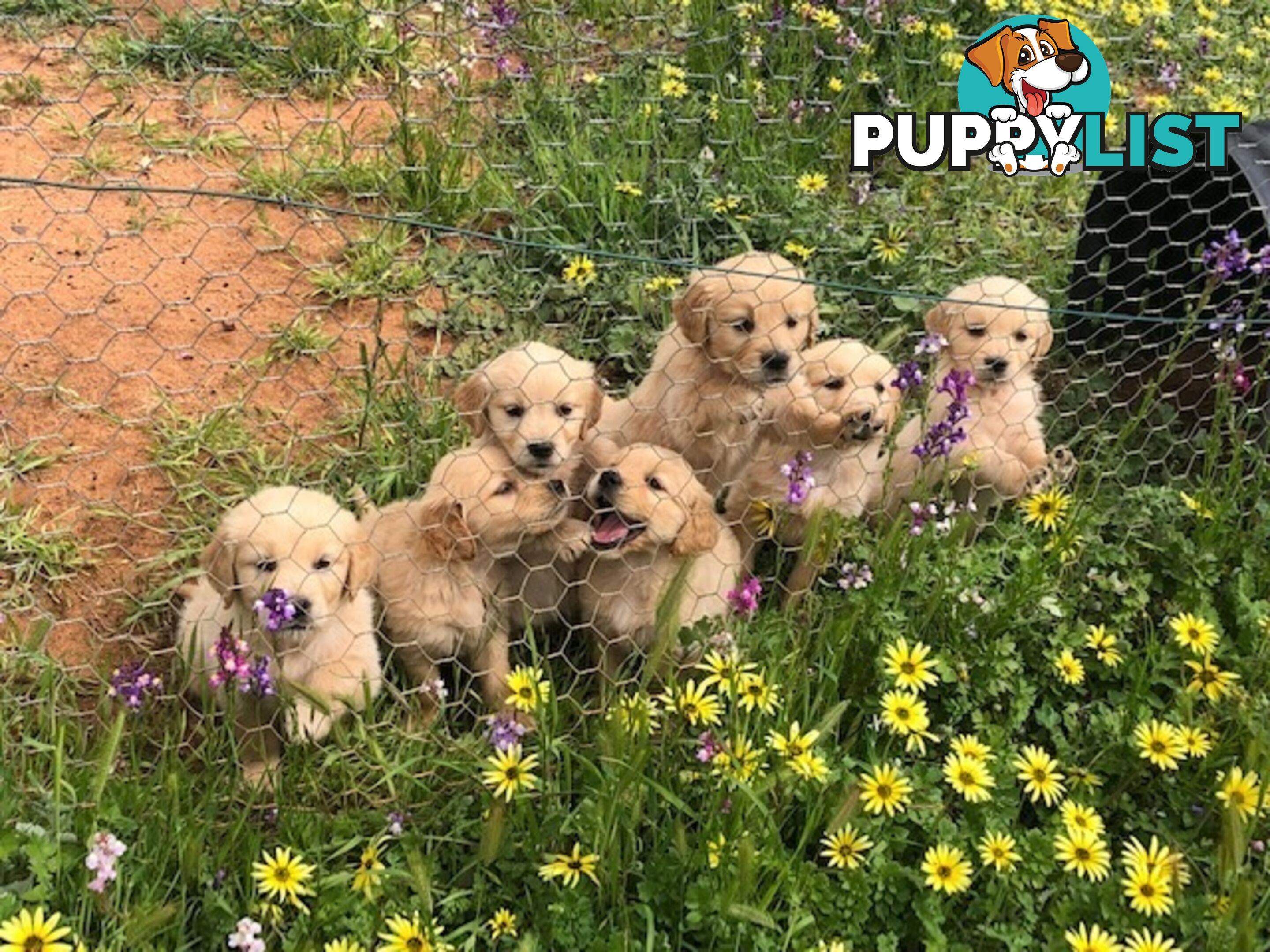 Outstanding Imported Bloodlines Purebred Golden Retrievers