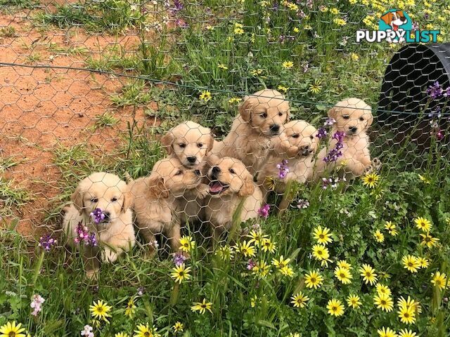 Outstanding Imported Bloodlines Purebred Golden Retrievers