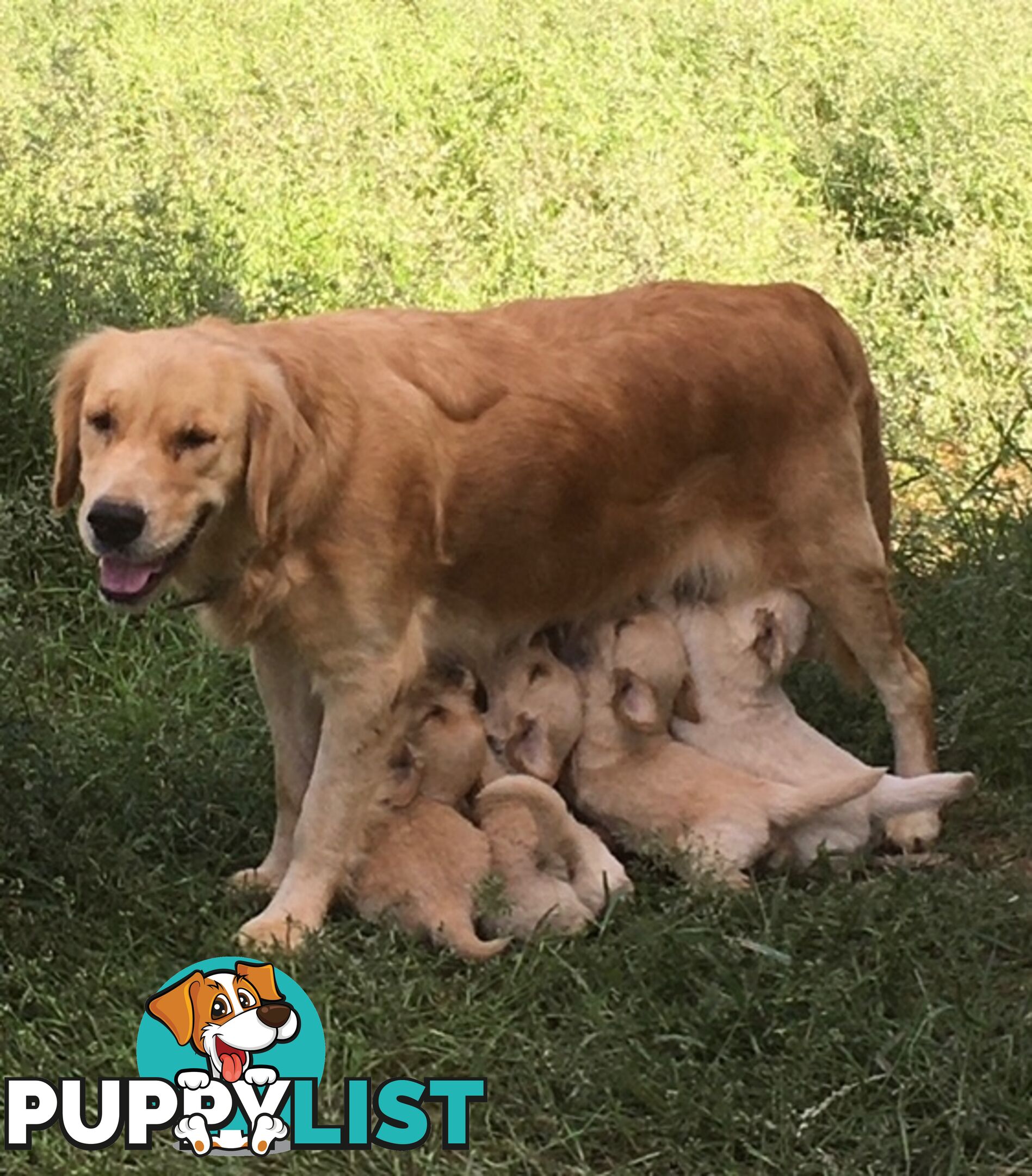 Outstanding Imported Bloodlines Purebred Golden Retrievers