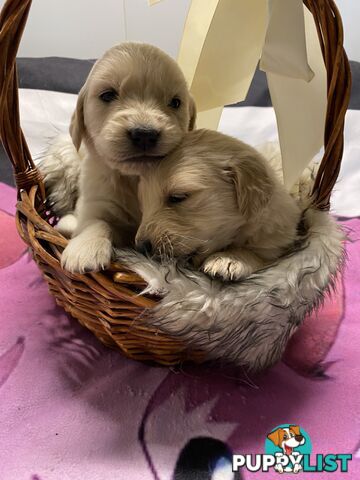 Outstanding Imported Bloodlines Purebred Golden Retrievers