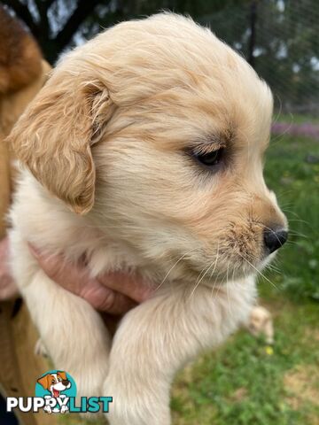 Outstanding Imported Bloodlines Purebred Golden Retrievers