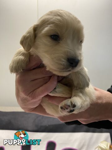 Outstanding Imported Bloodlines Purebred Golden Retrievers