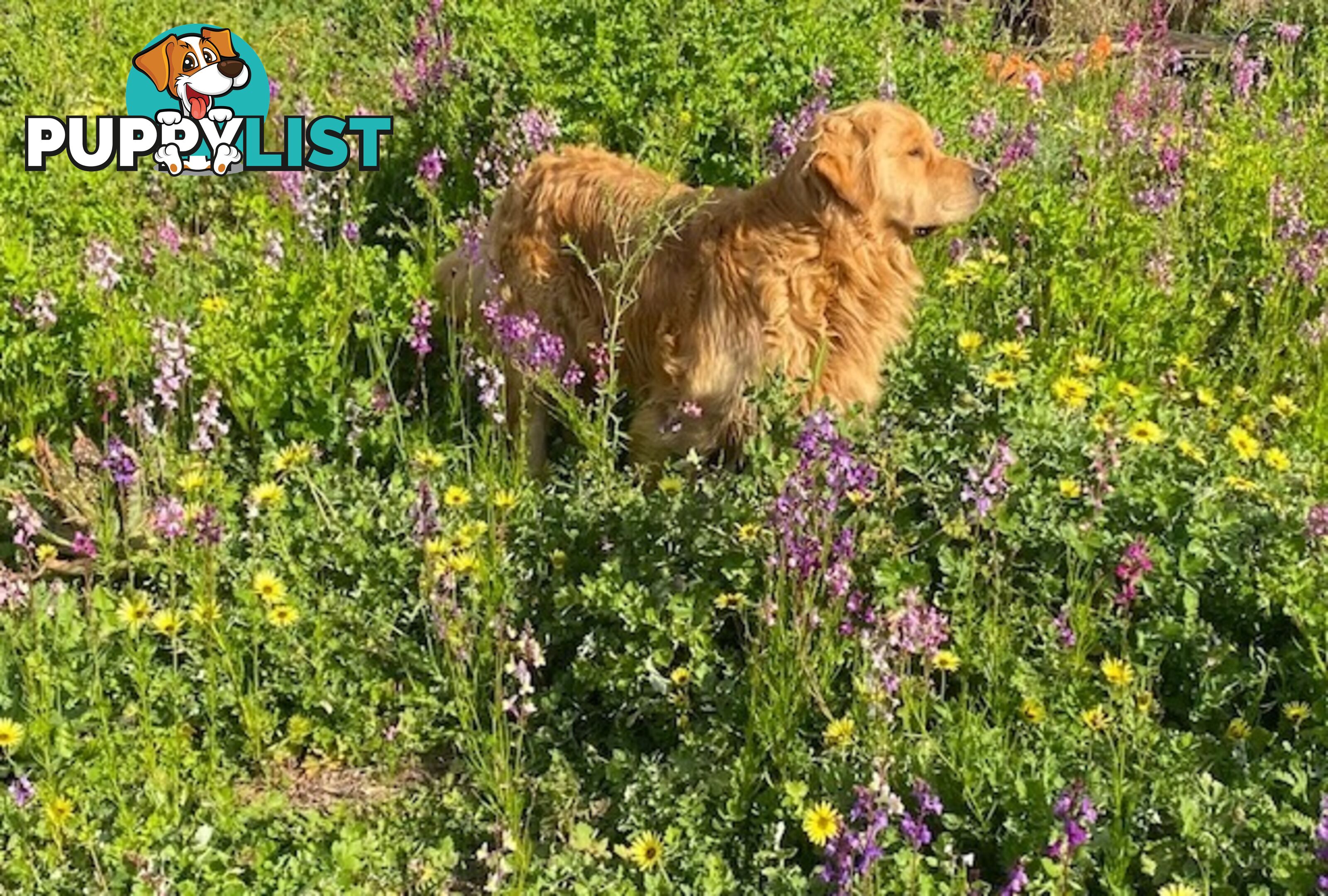 Outstanding Imported Bloodlines Purebred Golden Retrievers