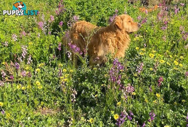 Outstanding Imported Bloodlines Purebred Golden Retrievers